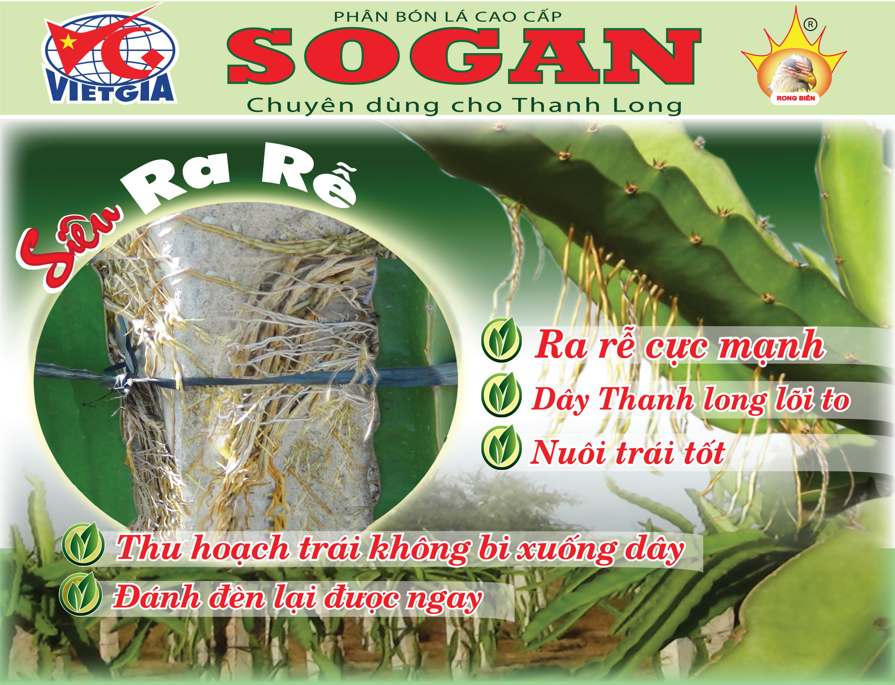 SOGAN - Thanh long